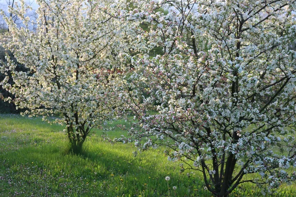 Amanecer Huerto Manzanas Flor Hermosa Flor Blanca Manzana Contra Luz — Foto de Stock