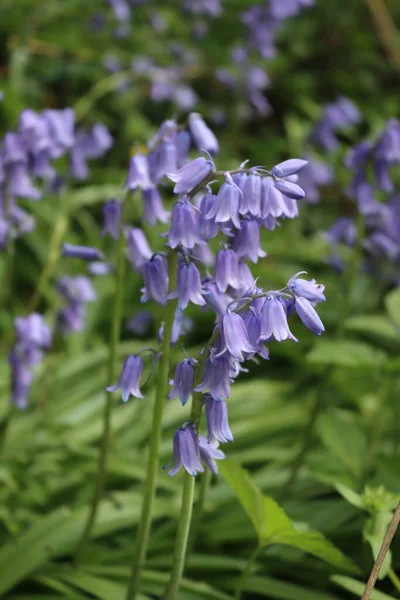 Many Beautiful Bluebell Flowers Garden Hyacinthoides Non Scripta Plants Bloom — Stock Photo, Image