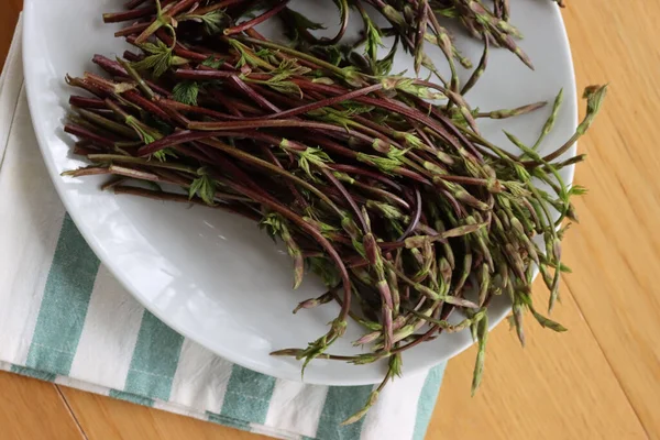 Bunch Hop Buds Striped Napkin Table Also Called Italian Bruscandoli —  Fotos de Stock