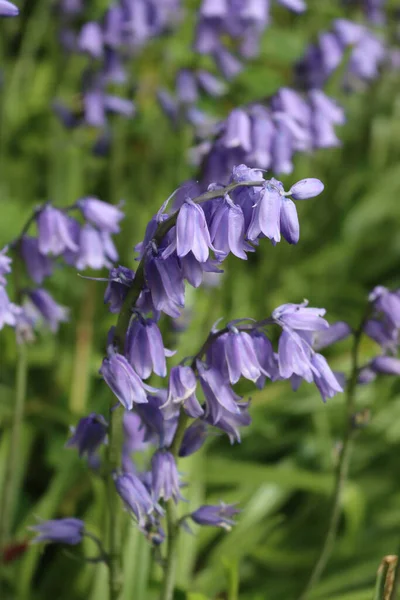 Many Beautiful Bluebell Flowers Garden Hyacinthoides Non Scripta Plants Bloom — стоковое фото