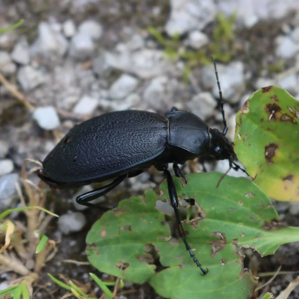 Close Big Black Beetle Coleoptera Green Leaf Nature — Photo