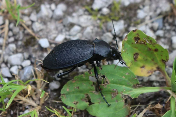 Detailní Záběr Velkého Černého Brouka Coleoptera Zeleném Listu Přírodě — Stock fotografie