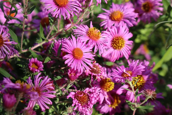 Close Pink Aster Flowers Garden Aster Frikarti Flowers Bloom Autumn — Stock Photo, Image