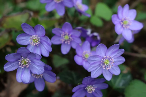 イソギンチャクの紫色の花を森に閉じ込めます 開花中の肝機能障害 — ストック写真