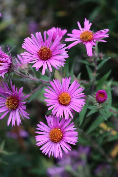 Close Flores Rosa Aster Jardim Aster Frikarti Flores Flor Outono — Fotografia de Stock