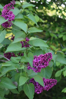 İlkbaharda çalılıklarda leylak çiçekleri ve çiçekler. Şırıngalar çiçek açtı. 