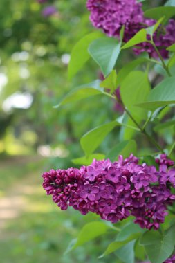 İlkbaharda dalda leylak çiçeklerinin ve çiçeklerin yakın çekimi. Şırıngalar çiçek açtı. 