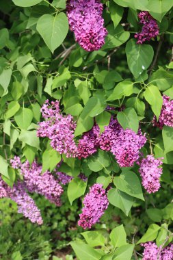 İlkbaharda çalılıklarda leylak çiçekleri ve çiçekler. Şırıngalar çiçek açtı. 