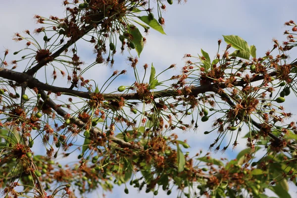 Cerejas Verdes Não Maduras Que Crescem Ramos Com Flores Desbotadas — Fotografia de Stock