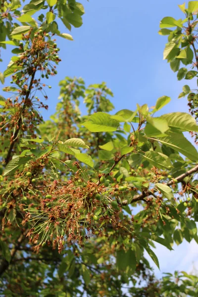 Green Unripe Cherries Growing Branches Faded Flowers Orchard Prunus Avium — ストック写真