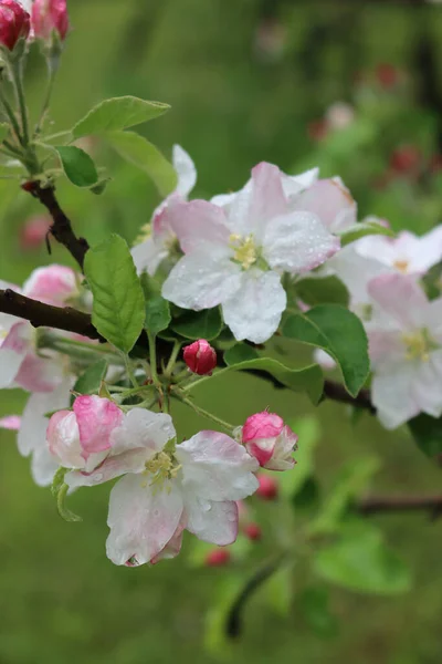 雨の下でリンゴの木が咲く 雨滴に覆われたピンクと白のアップルの花 マルス ドメスティカ — ストック写真