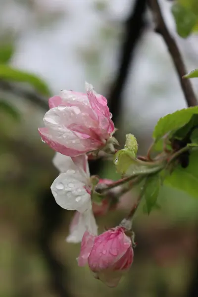 Jabłoń Kwitnie Pod Deszczem Różowo Biały Kwiat Jabłka Pokryty Kroplami — Zdjęcie stockowe