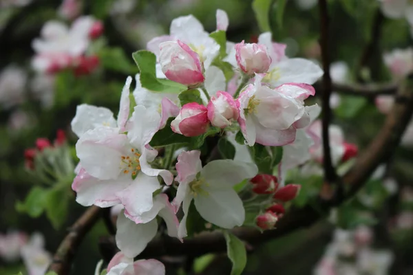 雨の下でリンゴの木が咲く 雨滴に覆われたピンクと白のアップルの花 マルス ドメスティカ — ストック写真