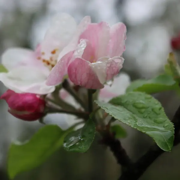 Apple Tree Bloom Rain Pink White Apple Flower Covered Raindrops — ストック写真
