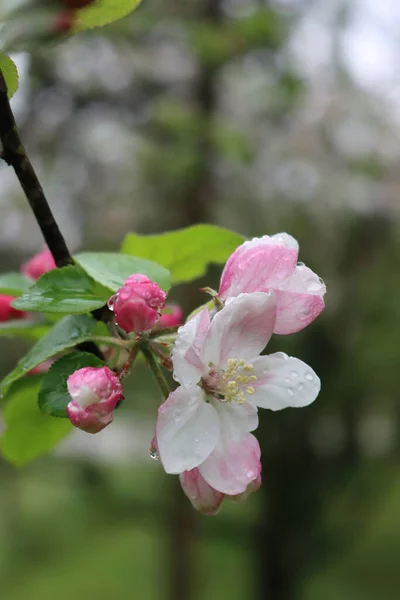 Apple Tree Bloom Rain Pink White Apple Flower Covered Raindrops — ストック写真
