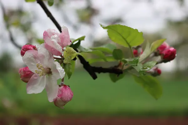 Apple Tree Bloom Rain Pink White Apple Flower Covered Raindrops — ストック写真