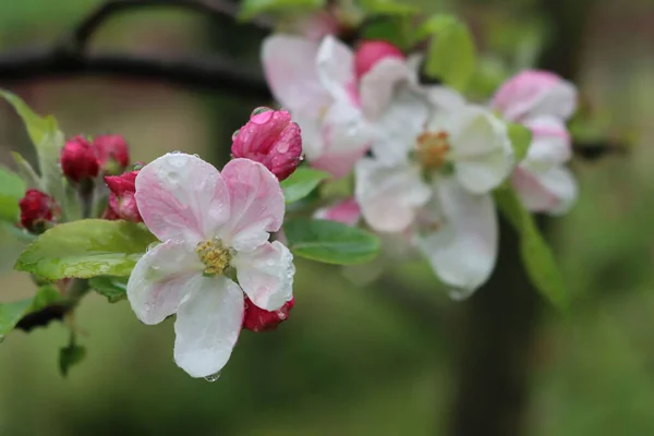 Apple Tree Bloom Rain Pink White Apple Flower Covered Raindrops —  Fotos de Stock