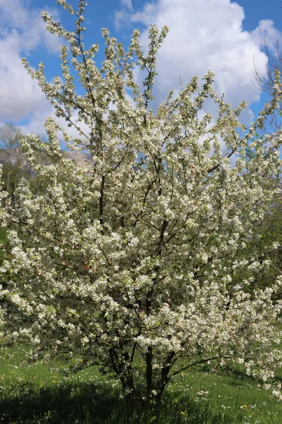 Apple Tree Bloom Garden Malus Domestica White Flowers Sunny Day — Photo