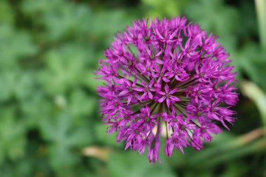 Bahçede çiçek açan Allium 'Purple Sensation' serpintisi. Süslü Allium Giganteum