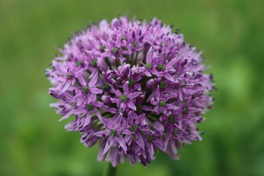 Bahçede çiçek açan Allium 'Purple Sensation' serpintisi. Süslü Allium Giganteum