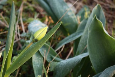 Baharın soğuğu bahçedeki çiçek tarhında Tulip bitkilerini kaplıyor. Tulipa bitkisi