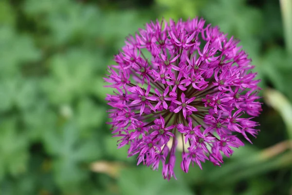 Allium Purple Sensation Bloom Garden Springitme Ornamental Allium Giganteum — Stok fotoğraf
