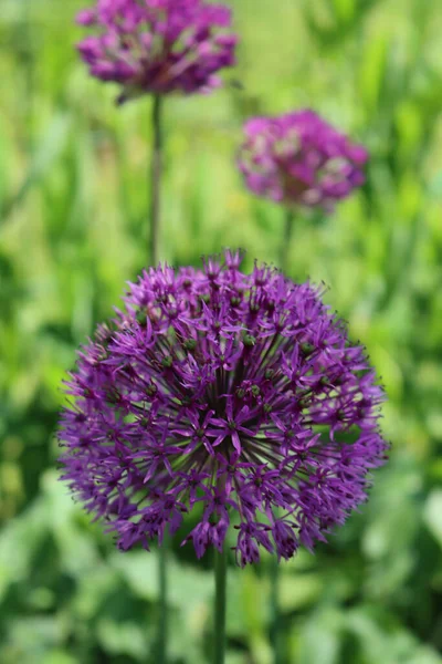 Allium Purple Sensation Bloom Garden Springitme Ornamental Allium Giganteum — Foto de Stock
