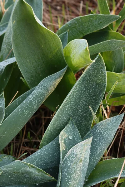 Springtime Frost Covering Tulip Plants Flowerbed Garden Tulipa Plant — 스톡 사진
