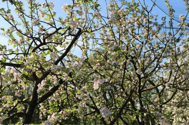 İlkbaharda meyve bahçesinde açan Apple ağaçlarına karşı koruyucu ağlar. Güneşli bir günde beyaz çiçekli Malus domestica
