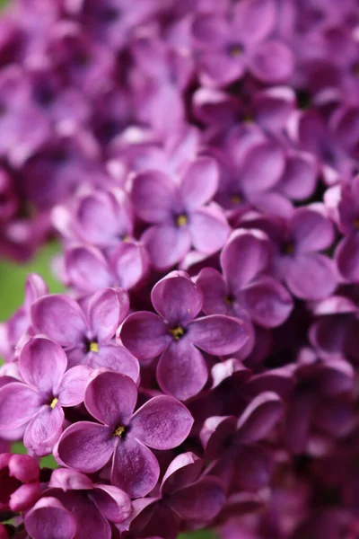 Close Lilac Flowers Branch Selective Focus Syringa Vulgaris Bloom Springtime — стоковое фото