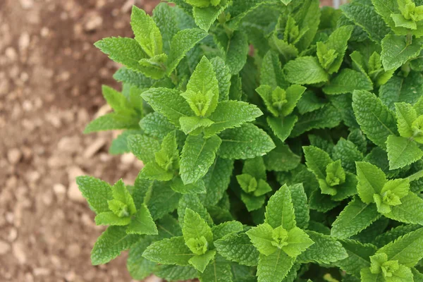Close Green Mint Peppermint Plants Vegetable Garden Mentha Piperita — Stock Fotó
