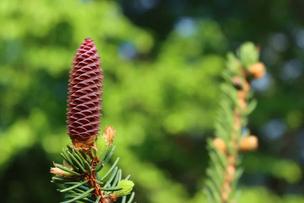 Close Pine Spruce Tree Branches Fresh New Cone Buds Springtime — стоковое фото