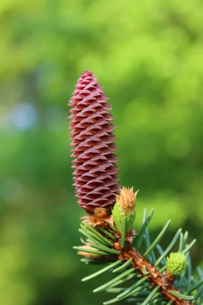 Close Pine Spruce Tree Branches Fresh New Cone Buds Springtime — Stock Photo, Image