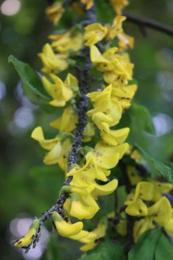 Sarı çiçekli altın duş ağacı yaprak bitleriyle istila edilmiş ilkbaharda açan Cassia fistülü. 