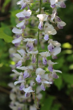 Bahar mevsiminde güneşli bir günde bahçede dallarda salkım leylak çiçekleri.