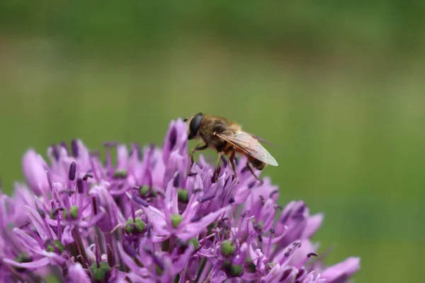 Abeja Miel Allium Purple Sensation Flor Jardín Apis Mellifera Sobre — Foto de Stock