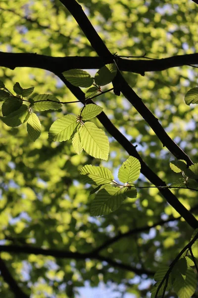 Güneş ışığına karşı taze yeşil yaprakları olan Avrupa ya da yaygın boynuz demeti. Carpinus betulus