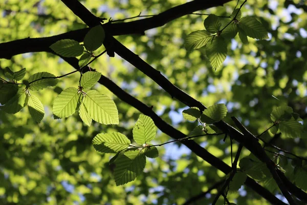 Güneş ışığına karşı taze yeşil yaprakları olan Avrupa ya da yaygın boynuz demeti. Carpinus betulus