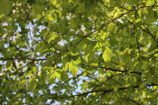 Güneş ışığına karşı taze yeşil yaprakları olan Avrupa ya da yaygın boynuz demeti. Carpinus betulus