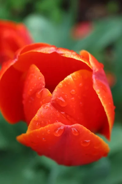 Red Tulip Flowers Bloom Covered Raindrops Garden Tulipa Plants Flowerbed — Stock Photo, Image