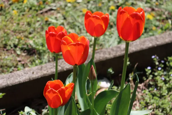 Fleurs Tulipes Rouges Fleurs Dans Jardin Printemps Tulipa Plantes Dans — Photo