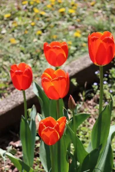 Fleurs Tulipes Rouges Fleurs Dans Jardin Printemps Tulipa Plantes Dans — Photo