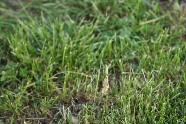  Küçük ermin güve tırtılları. Yponomeuta türleri ilkbaharda bir sırada