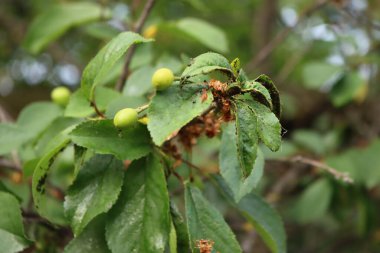 Baharda meyve bahçesinde yeşil kiraz yaprakları siyah yaprak bitleri istilasına uğradı. Prunus cerasus ağacında yaprak bitleri