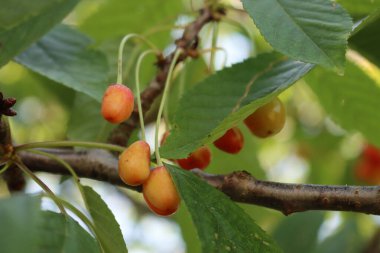 Dallardaki kırmızı kiraz meyvelerinde kuraklık hasarı. Hasarlı meyveli erik avyumu ağacı