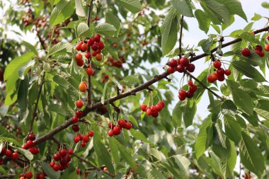 Meyve bahçesinde toplanmaya hazır kırmızı kiraz meyveleri dalda. İlkbaharda erik avyumu