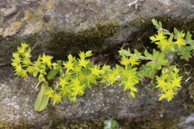 Sedum dönümünün ya da Goldmoss taşropunun birçok sarı çiçeğinin yakın çekimi 