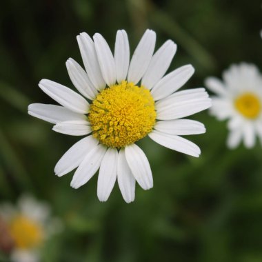 Leucanthemum vulgare bitkisi çiçek açtı. Çayırda beyaz ve sarı Oxe göz papatyası