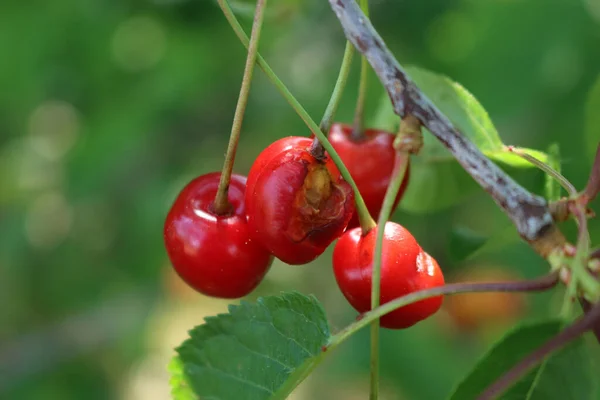 Meyve Bahçesindeki Kuşların Tahrip Ettiği Dalda Kırmızı Kirazlar Prunus Avium — Stok fotoğraf