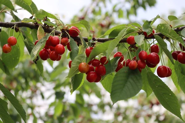 Κόκκινα Ώριμα Κεράσια Κλαδί Έτοιμα Συλλεχθούν Στον Οπωρώνα Prunus Avium — Φωτογραφία Αρχείου